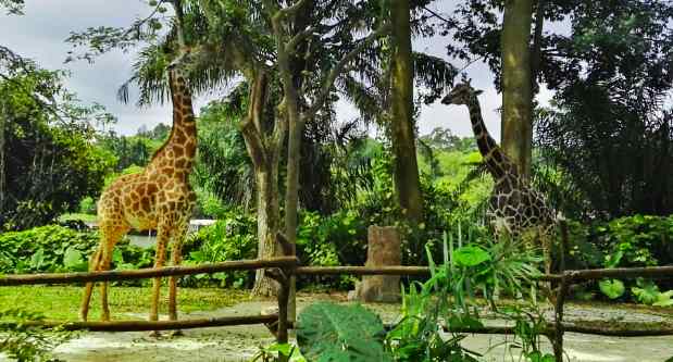 動物園有什么污水需要處理怎么處理（野生動物園污水環評標準）